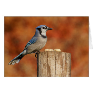 Blaues Jay