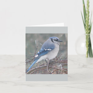 Blaues Jay auf Baumniederlassung Karte