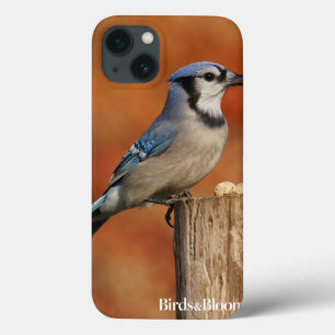 Blaues Jay iPhone 13 Hülle