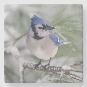 Blaues Jay, Cyanocitta cristata Steinuntersetzer