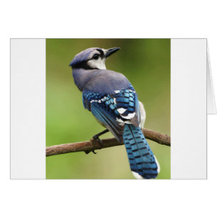 Blaues Jay, das an Sie Freundfamilien-Mammavati