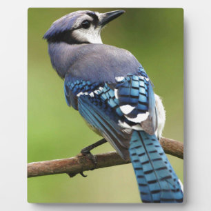 Blaues Jay, das an Sie Freundfamilien-Mammavati Fotoplatte