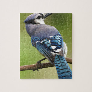 Blaues Jay, das an Sie Freundfamilien-Mammavati Puzzle