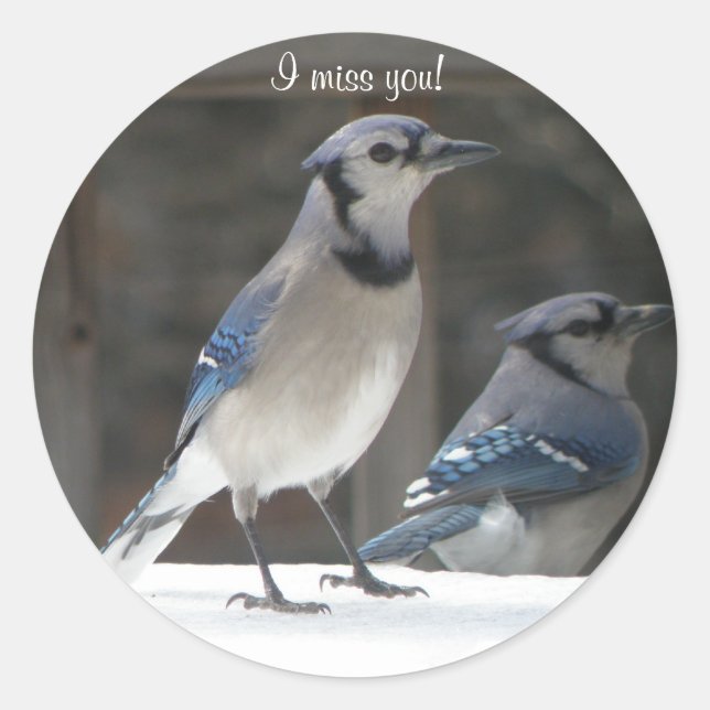 Blaues Jay: Du fehlst mir Aufkleber (Vorderseite)