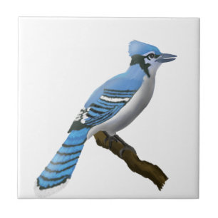 Blaues Jay Fliese