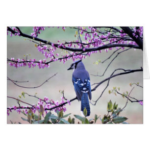 Blaues Jay im Frühling
