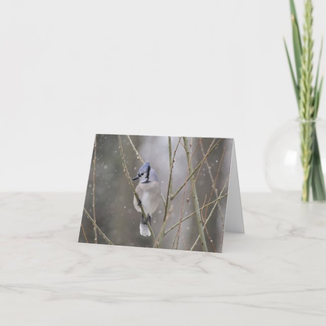 Blaues Jay im Schnee Karte (Vorderseite)