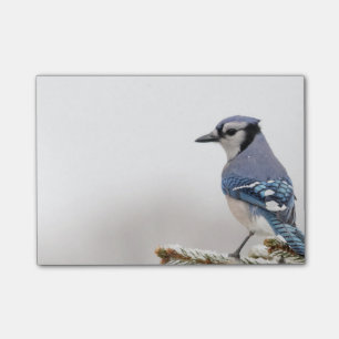Blaues Jay im Winter Post-it Klebezettel