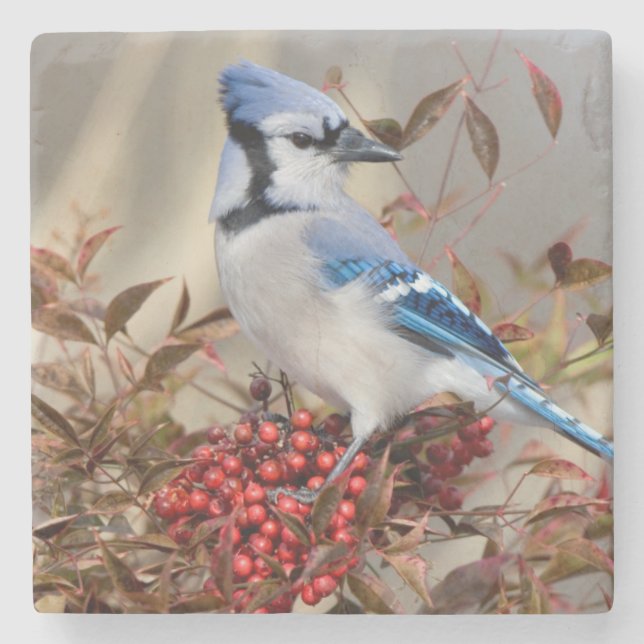 Blaues Jay in Nandina himmlischem Bambus Steinuntersetzer (Vorderseite)