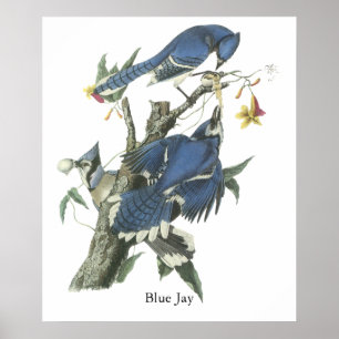 Blaues Jay, John Audubon Poster