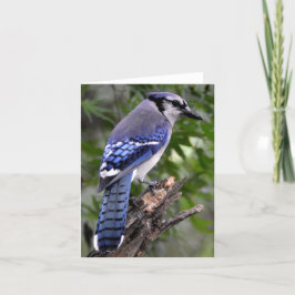 Blaues Jay Karte