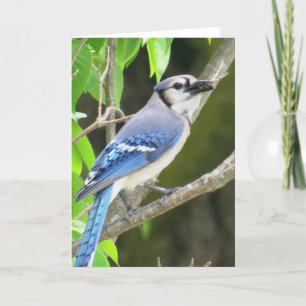 Blaues Jay Karte