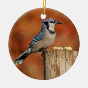 Blaues Jay Keramik Ornament