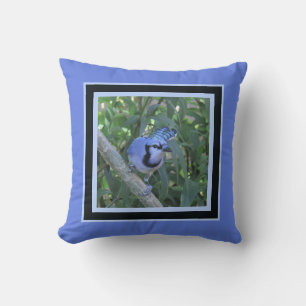 Blaues Jay-Kissen, gerahmt in Blues von dunkel und Kissen