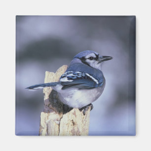 Blaues Jay Magnet