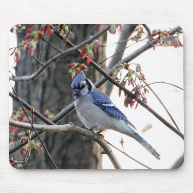 Blaues Jay Mousepad (Vorne)