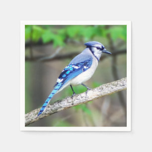 Blaues Jay-Papierserviette Serviette
