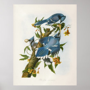 Blaues Jay-Poster Poster