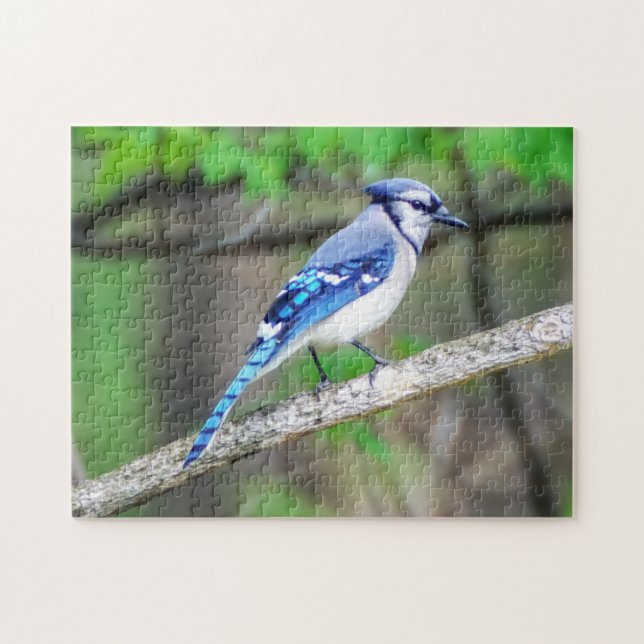 Blaues Jay-Puzzlespiel Puzzle (Horizontal)