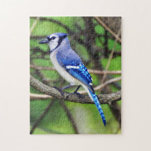 Blaues Jay-Puzzlespiel Puzzle