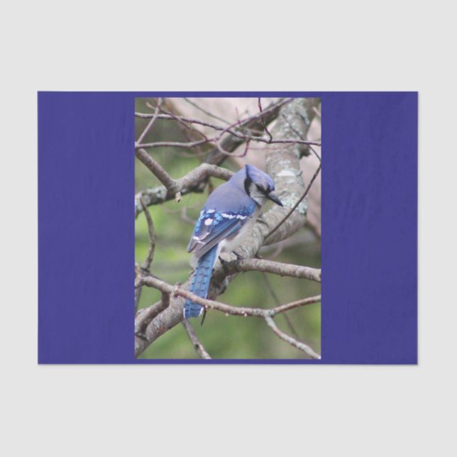 Blaues Jay-Seidenpapier Seidenpapier (Vorderseite)