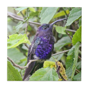 Blaues Kolibri-Foto Fliese