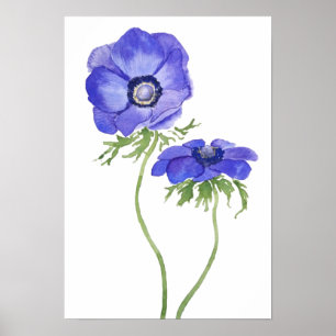 Blaues lila Anemon Blume Aquarell Poster