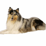 blaues merle raues Collielegen Fotoskulptur Schlüsselanhänger<br><div class="desc">rc</div>