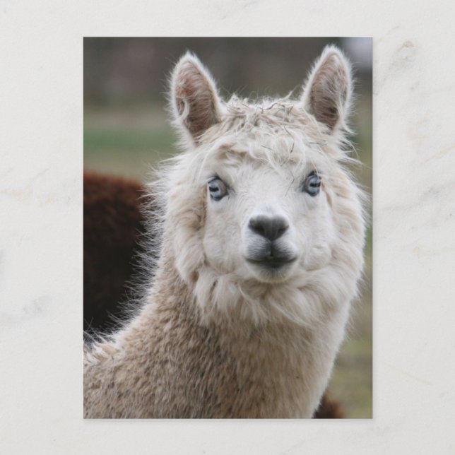 Blaues Mit Augen Alpaca Postkarte (Vorderseite)