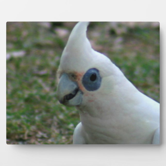 Blaues Mit Augen Cockatoo Fotoplatte (Vorderseite)