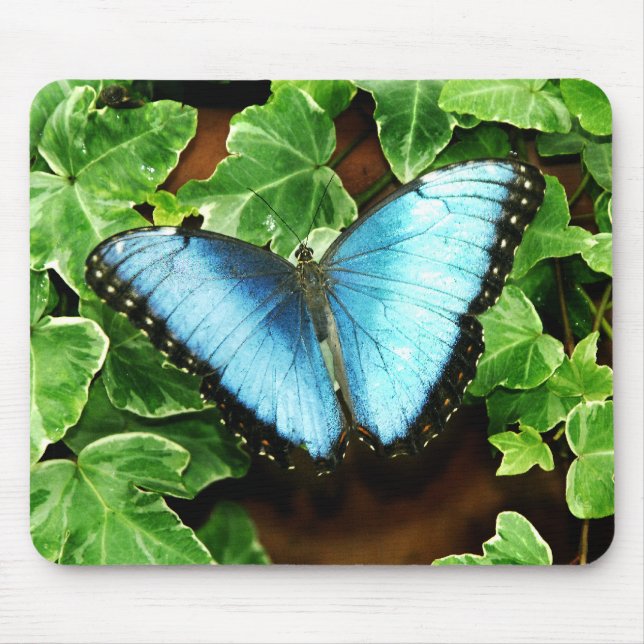 Blaues Morpho Mousepad (Vorne)