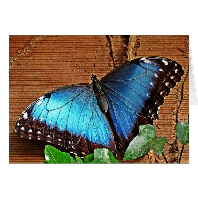 Blaues Morpho - Schmetterling (Vorderseite (Horizontal))