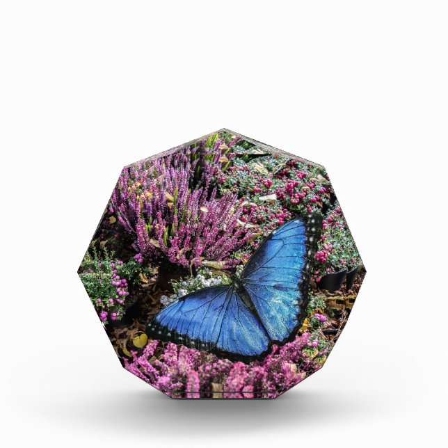 Blaues Morpho-Schmetterling-Insekt-Foto Fotoblock (Vorderseite)