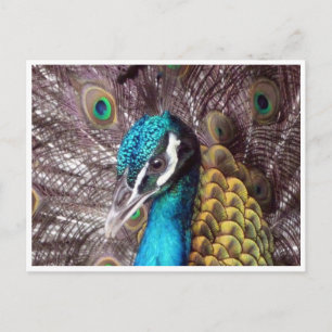 Blaues Pfauengesicht Postkarte