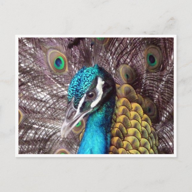 Blaues Pfauengesicht Postkarte (Vorderseite)