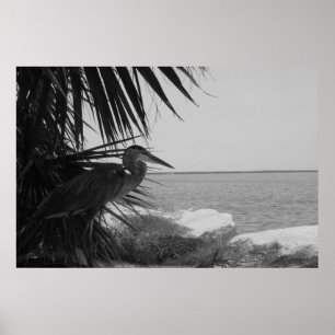 Blaues Reiher-Plakat Poster