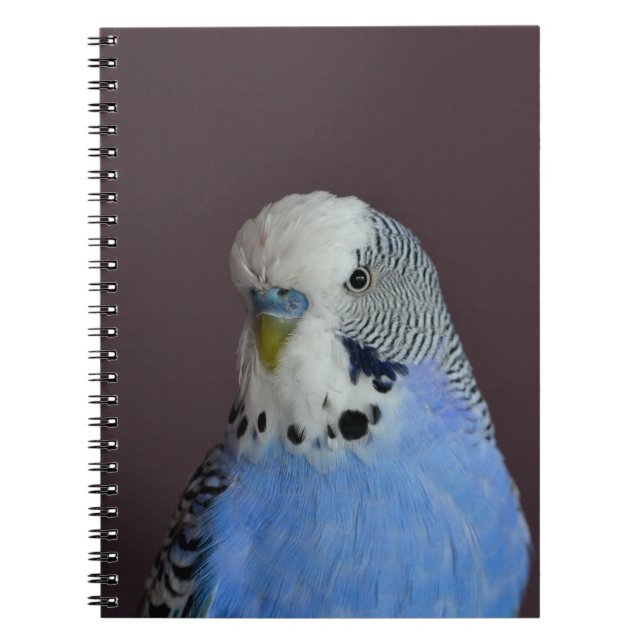 Blaues reizendes Budgie Notizblock (Vorderseite)