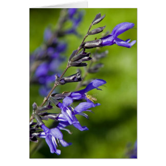 Blaues Salvia