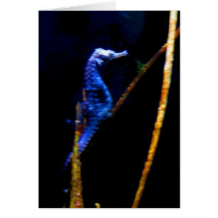 Blaues Seepferd COLUMBIUM