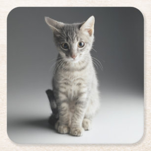 Blaues Tabby-Kätzchen Rechteckiger Pappuntersetzer