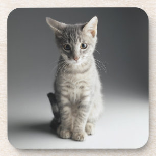 Blaues Tabby-Kätzchen Untersetzer