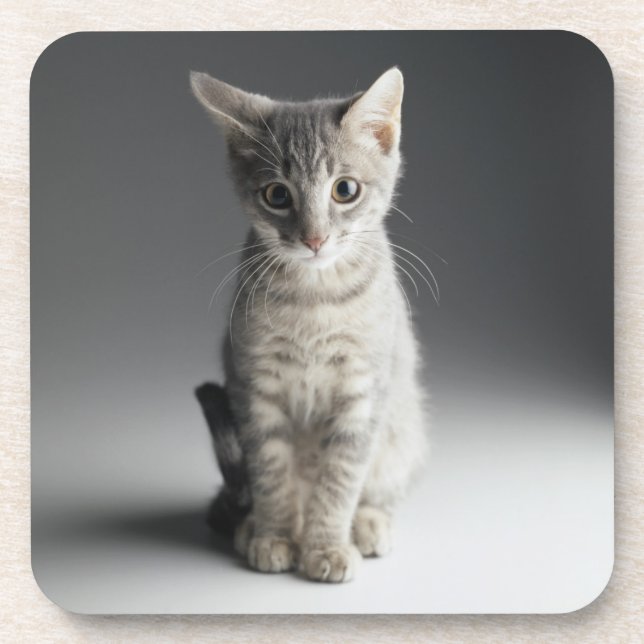 Blaues Tabby-Kätzchen Untersetzer (Vorderseite)