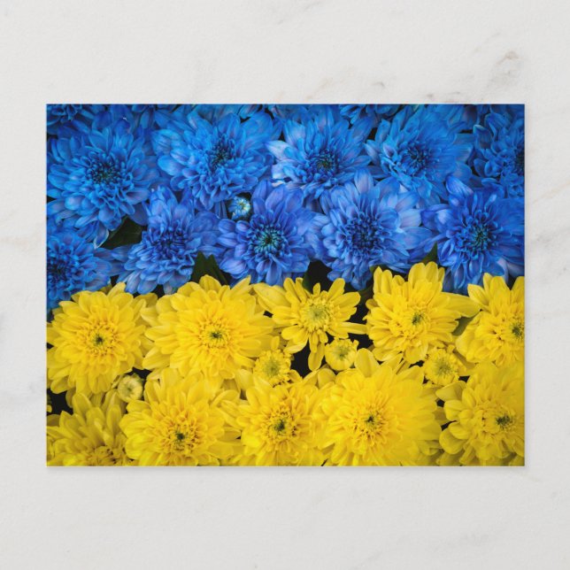Blaues und gelbes Chrysanthemas Nature Foto Poster Postkarte (Vorderseite)