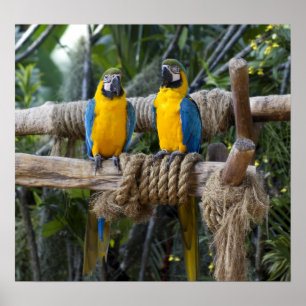 Blaues und gelbes Macaw-Plakat Poster