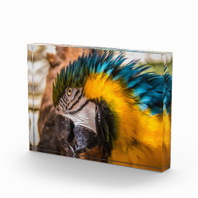 Blaues und gelbes Makaportrait Fotoblock (Rechts)