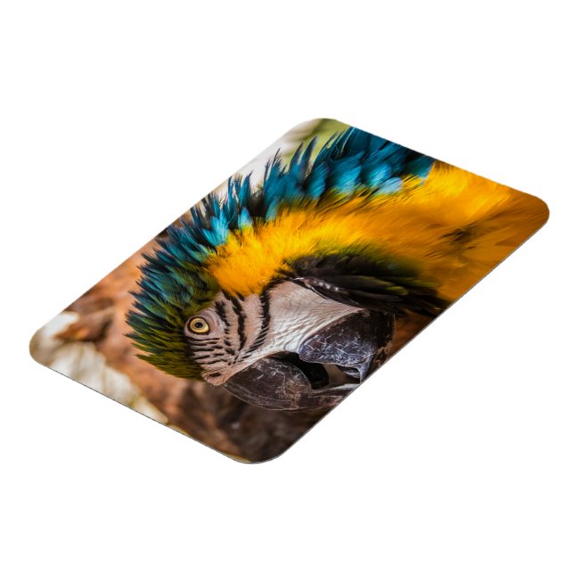 Blaues und gelbes Makaportrait Magnet (Linke Seite)
