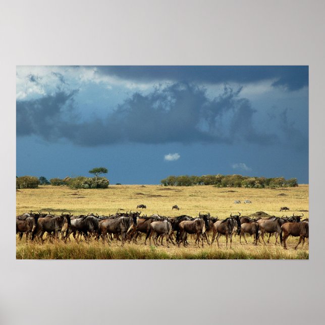Blaues Wildgehest (Gnu)-Migrationsplakat, Print, B Poster (Vorne)