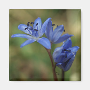 Blaufeder Magnet