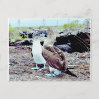 Blauffüßer Boobies, Galapagos Inseln