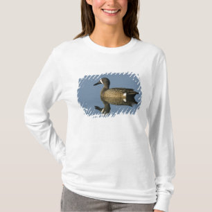 Blauflügelente, Anas discors,männlich, Port T-Shirt